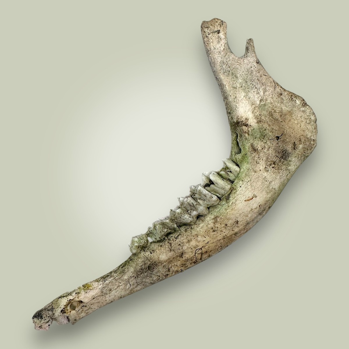 Elk Jaw Bone Naturally Aged Rocky Mountain Idaho Crafts - Decor 