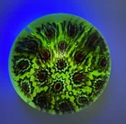 Rare Vintage Murano Uranium Glass Millefiori Desk Paperweight Beautiful Glows
