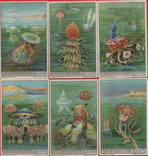 LIEBIG FIGURES COMPLETE SERIES ITALIAN BEAUTY OF JELLYFISH N°1321 YEAR 1935