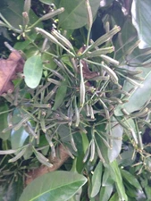 Parapara - 10 seeds - Ceodes brunoniana (Pisonia) - NZ native bird catcher tree