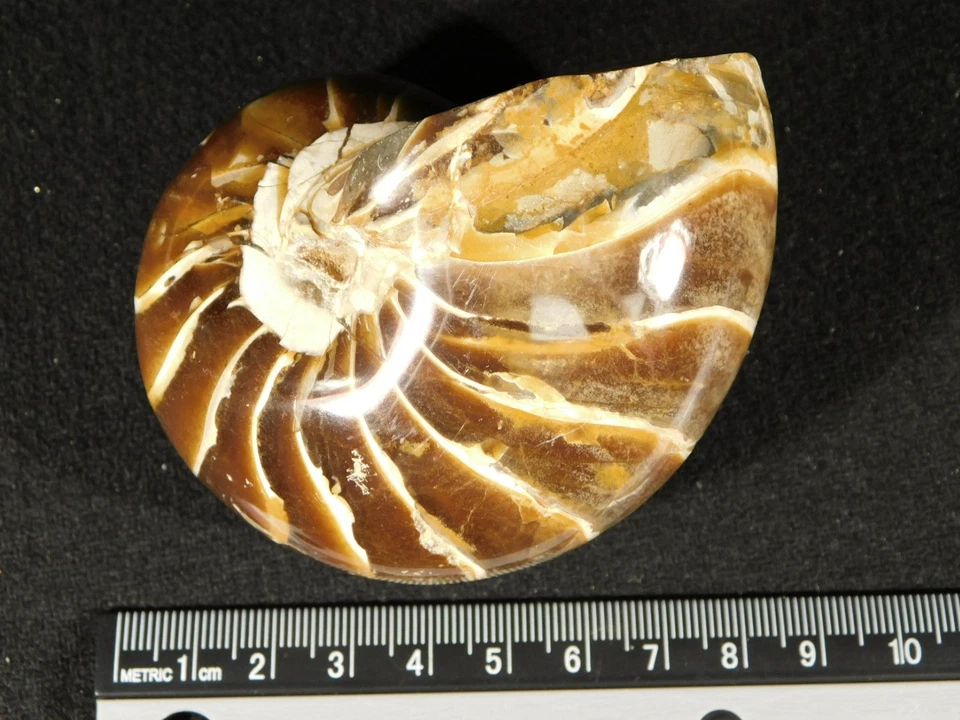Big Very Rare! 100% Natural Polished Cretaceous Era NAUTILUS Fossil 346gr - Image 3 of 4