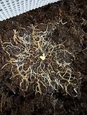 8oz White Worm Starter Culture, Aquarium Fish Food, Frog, Baby Axolotl Food