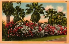 Galveston, Texas Beautiful Oleanders in Bloom Vintage Linen Postcard J687