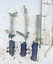 3 Fraser Fir Trees - Abies Fraseri -20/30cm - Plant now