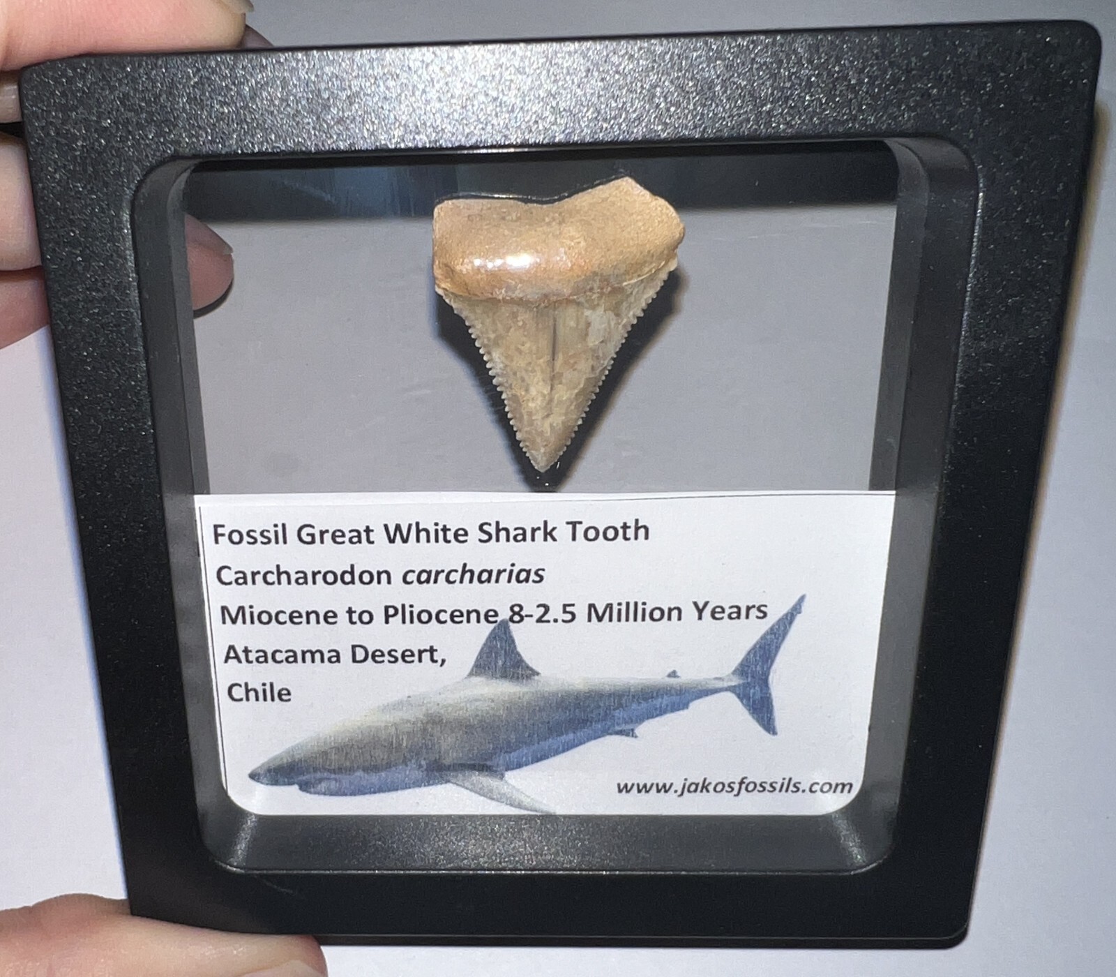 Framed Fossil CHILEAN GREAT WHITE SHARK TOOTH Lot Megalodon Era! ONE PER ORDER!