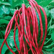 Asian Red Long Bean Seeds for Planting 30 Seeds - Red Cowpea, Delicious and Hu