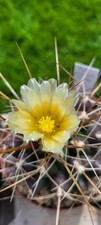Thelocactus,  4 Verschiedene Pflanzen