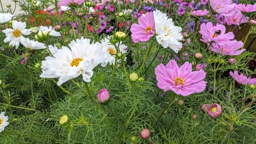 SEED- Crazy for Cosmos? Grow a Stunning Garden Oasis with Vibrant Bloom! Cut Too - Picture 10 of 10