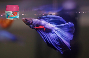 ocean nutrition betta pro