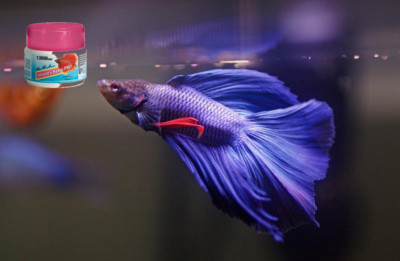 betta fish pro