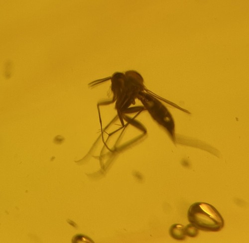 Bonito mosquito hongo fósil en 10 gramos ámbar de República Dominicana - Imagen 5 de 7