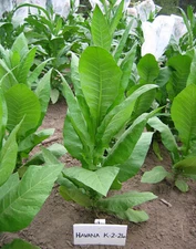 1000 Havaña K2-24 Tobacco Seeds ~ Heirloom Non-GMO Nicotiana Tabacum Fast Growin
