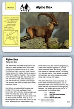 Alpine Ibex #52.4 - Mammals - Grolier Wildlife Adventure Card