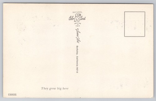 Saw A Fair-Sized Trout Here Today Exaggeration Humor Postcard - Picture 2 of 2