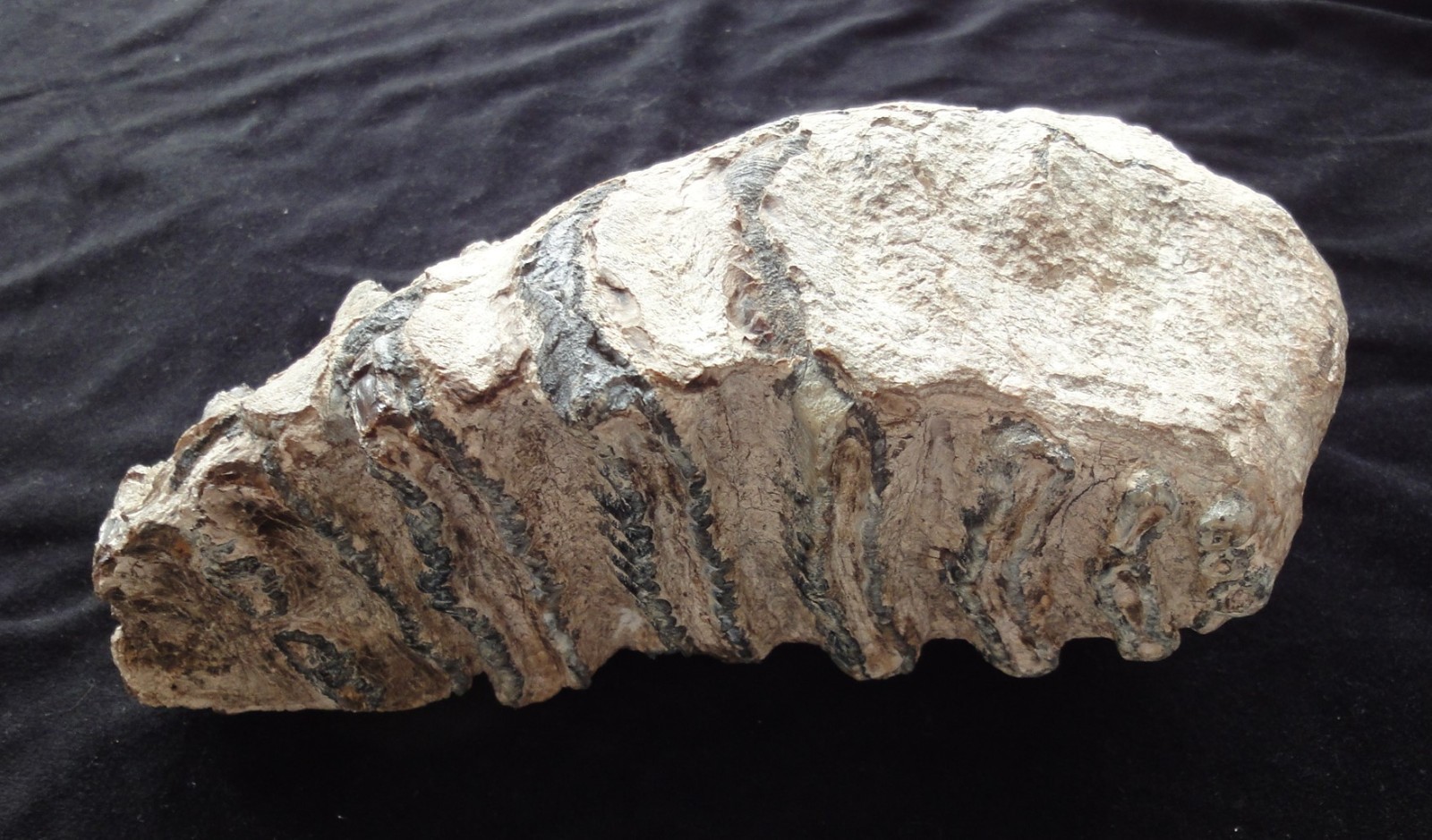 Mammutzahn aus Sibirien, versteinert Mammutzahn aus Sibirien, versteinert