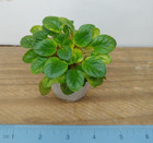 African Violet Plant - Little Cherokee Chief ~ variegated semi mini ~