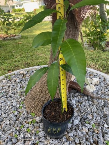 19" FRUIT PUNCH (MAGNIFERA INDICA/ZILL 80 X JAKARTA MANGO SEEDLING(NOT GRAFTED) - Picture 7 of 18