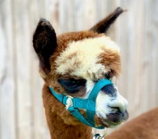 Alpaca Halter Made USA by Halter All S M L - 23 colors Llama Livestock Lead Tie 