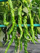 20 Chinese Screw chili  Seeds (Medium Spicy)??? Luosi Pepper Seeds High Yield