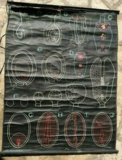 affiche scolaire planche pédagogique de l'ovule à la graine DR: AUZOUX P.SOUGY  