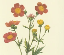 P. J. Redoute Print #10 Geum coccineum. Avens. Botanical Flower