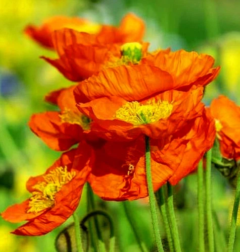 100 Semi Papavero d'Islanda Papaver Nudicaule Iceland Poppy Islandmohn seeds