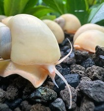 10 Ivory Mystery Snails Pomacea bridgesii Freshwater Snails