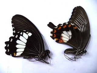 UNMOUNTED BUTTERFLIES PAPILIO POLYTES 1 PAIR