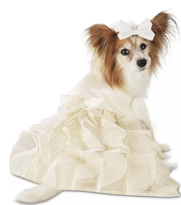 Dog dress near clearance me