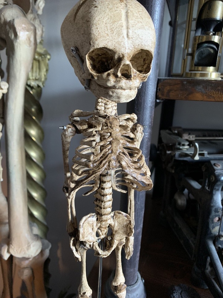 Cabinet of Curiosities Oddities Fetus Skeleton in Resin