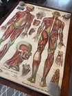 Vintage FUNERAL EMBALMING Dr G H Michel Arterial Venous & Nervous Systems Chart — photo 6