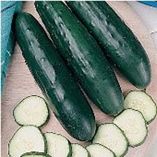 Fanfare Cucumbers Seeds (25+ Seeds)(More Heirloom, Organic, Non GMO, Vegetable, 