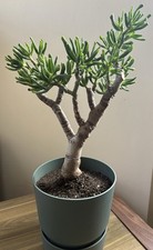 Large Crassula Gollum Golden Horn, Approx 50cm Tall. Exact Succulent well rooted
