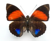 Mariposa: Agrias Amydon Amydon, form Muzoensis, Male. Colombia, 1992