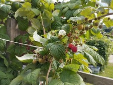 Himbeere Sorte #Grand Heritage# , Guter Geschmack, frisch und fruchtig,Aroma🌷