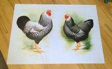 A3 chicken wall art print. Silver Laced Wyandotte pair. on 250 gsm paper