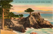 Monterey California CA : NATURE SCENE s/21 BG...