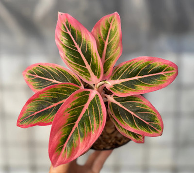 Aglaonema Lotus Delight Real Picture
