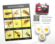 3 Pieces Fossil Insect Inclusion, Baltic amber kit - Includes Magnifier and COA