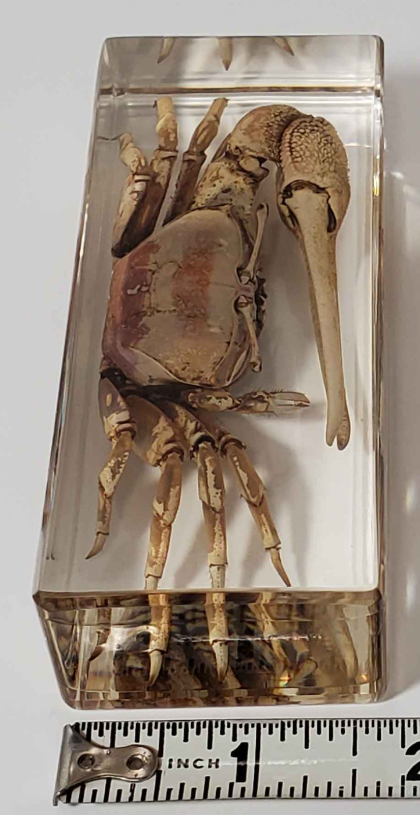 Fiddler Crab Specimen in Resin, EXACT ITEM PICTURED, Real Specimen Paperweight