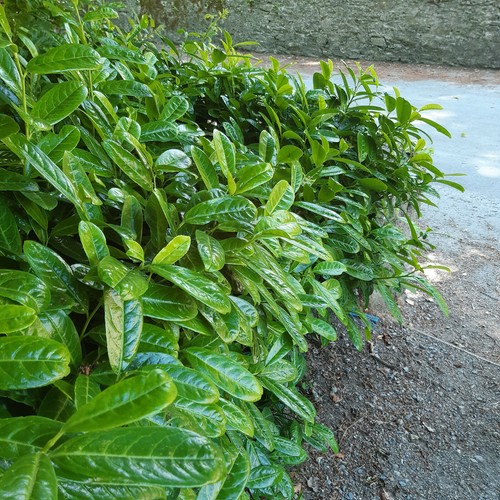 3 Cherry Laurel Fast Growing Evergreen Hedging Plants 30-50cm Tall Potted - Picture 10 of 11
