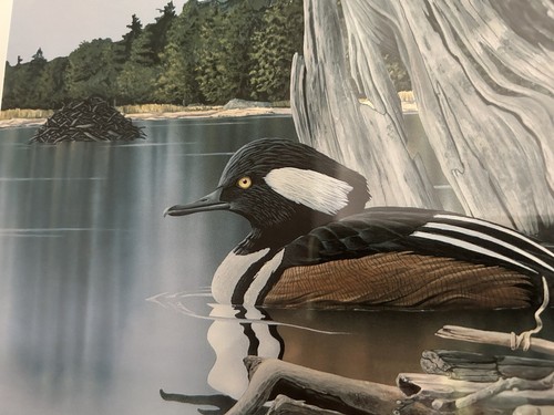 Merganser 1997 New York Migratory Duck Stamp- Raymond Easton S/N CE 52/250 - Picture 10 of 12