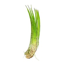 Dwarf Hairgrass Eleocharis Parvula  Buy3Get1Free  Live Aquatic Plants