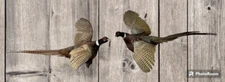 Vintage PAIR Real Ringneck Flying Pheasants Wall Mounts Taxidermy LOCAL PICKUP