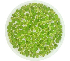 Giant Duckweed, Spirodela polyrhiza, Live Aquarium/Aquatic/Floating/Pond Plant