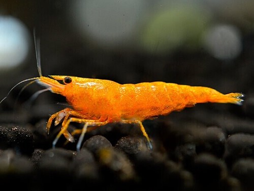 Lot De 10 Crevettes D'aquarium Orange - Neocaridina - 1,5-2 Cm - Élevées En Belgique, Adaptées à L'eau Du Robinet - 2