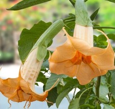 Brugmansia suaveolens Orange Angel's Trumpet - 10 to 25