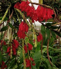 Dendrobium lawesii 'Compact Red'-dwarfed, floriferous clone of New Guinea orchid