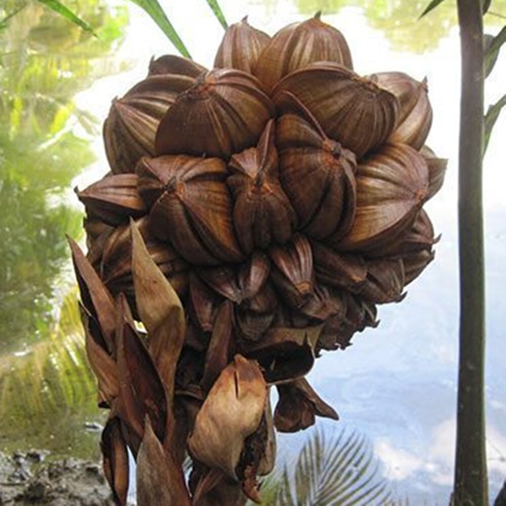 philodendron gloriosum pink back Gloriosum Philodendron  Baton Rouge Succulent Co