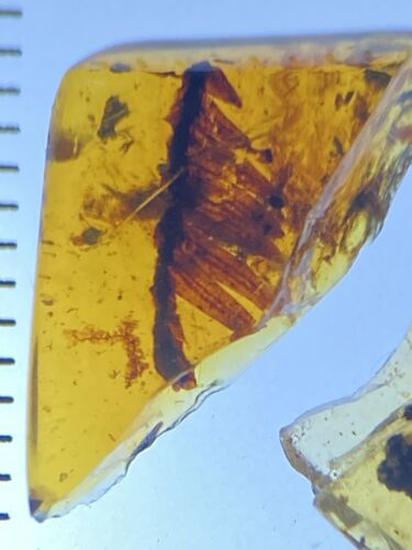 Duo - 2 Premium Leaves, Botanic Leaf Fossil in Genuine Burmite Amber, 98myo - Picture 2 of 8